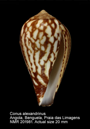 Conus alexandrinus.jpg - Conus alexandrinus Kaicher,1977